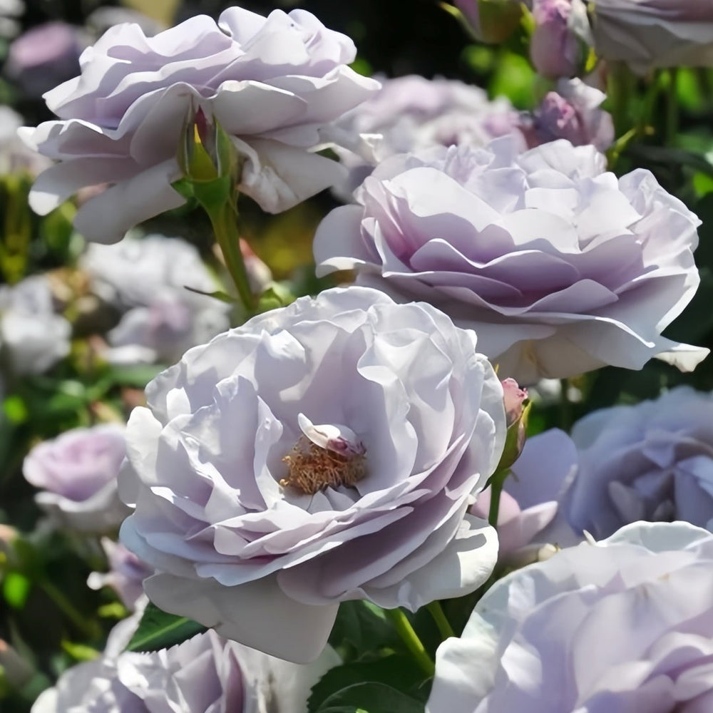 Blue Bajou Rose Plant|蓝宝石 image 5