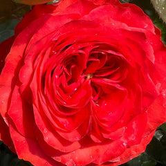 Bromo Rose Plant｜布罗莫 image 3