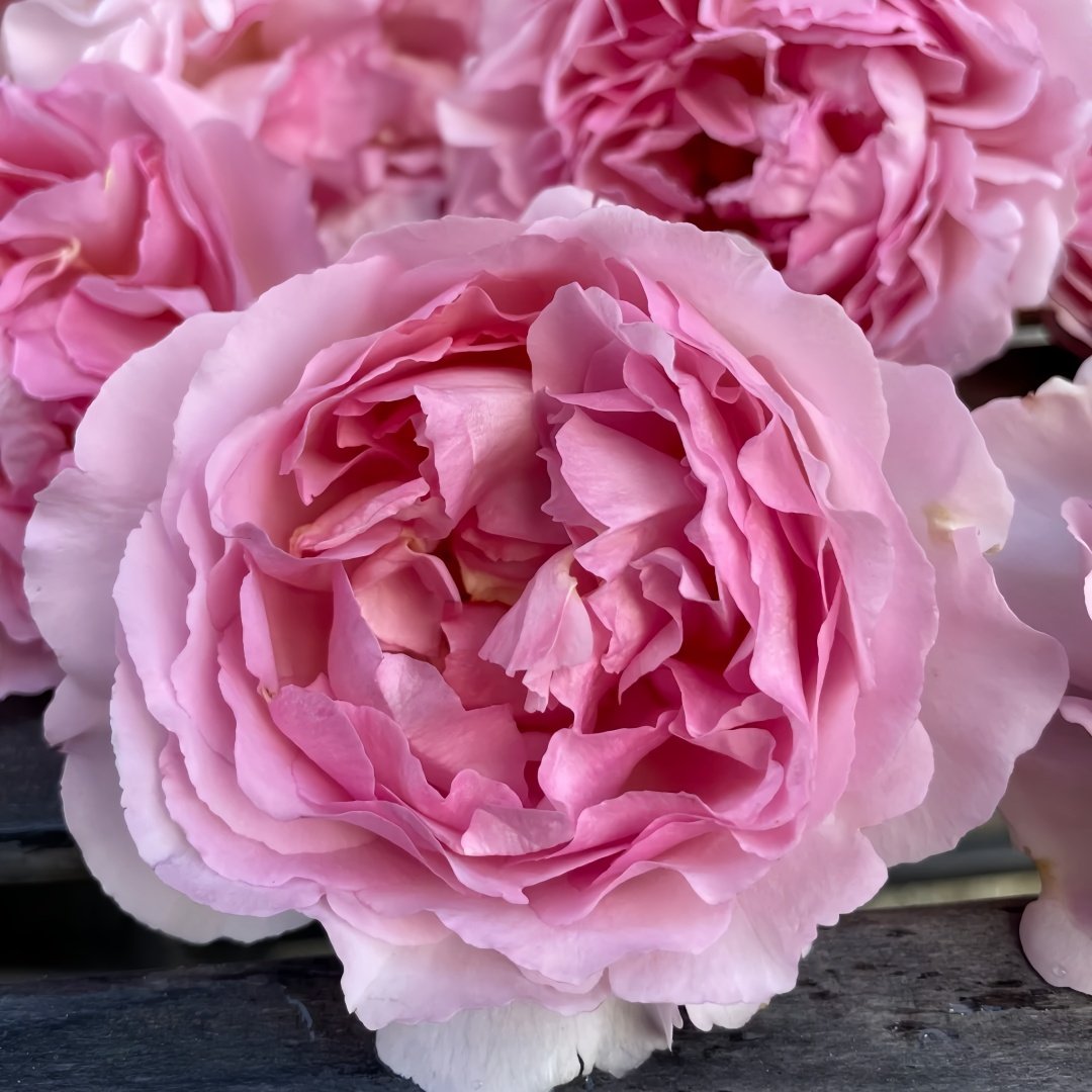 Fragrance of Fragrances Rose Plant｜伊芙魂之香水 image 4