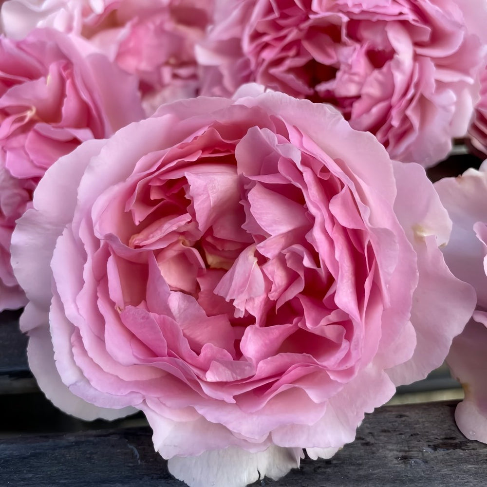 Fragrance of Fragrances Rose Plant｜伊芙魂之香水 image 4