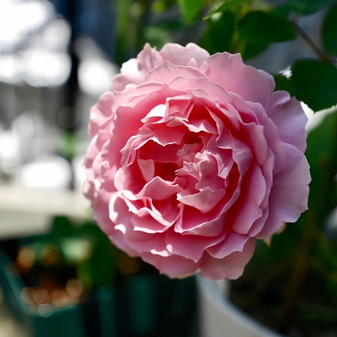 Robe Decollete Rose Plant｜低胸礼服 image 3