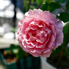 Robe Decollete Rose Plant｜低胸礼服 image 3