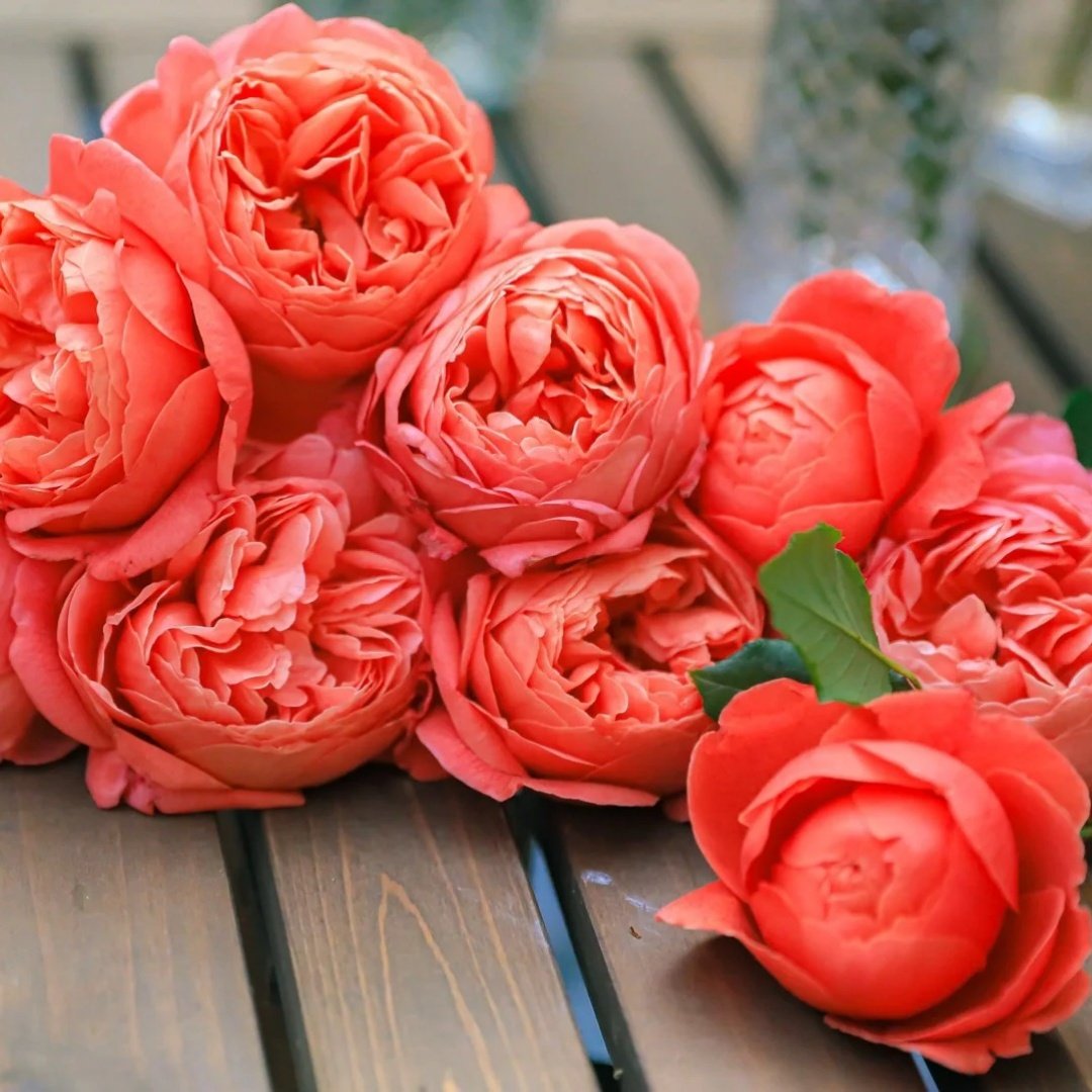 Summer Song Rose Plant｜颂夏 image 8