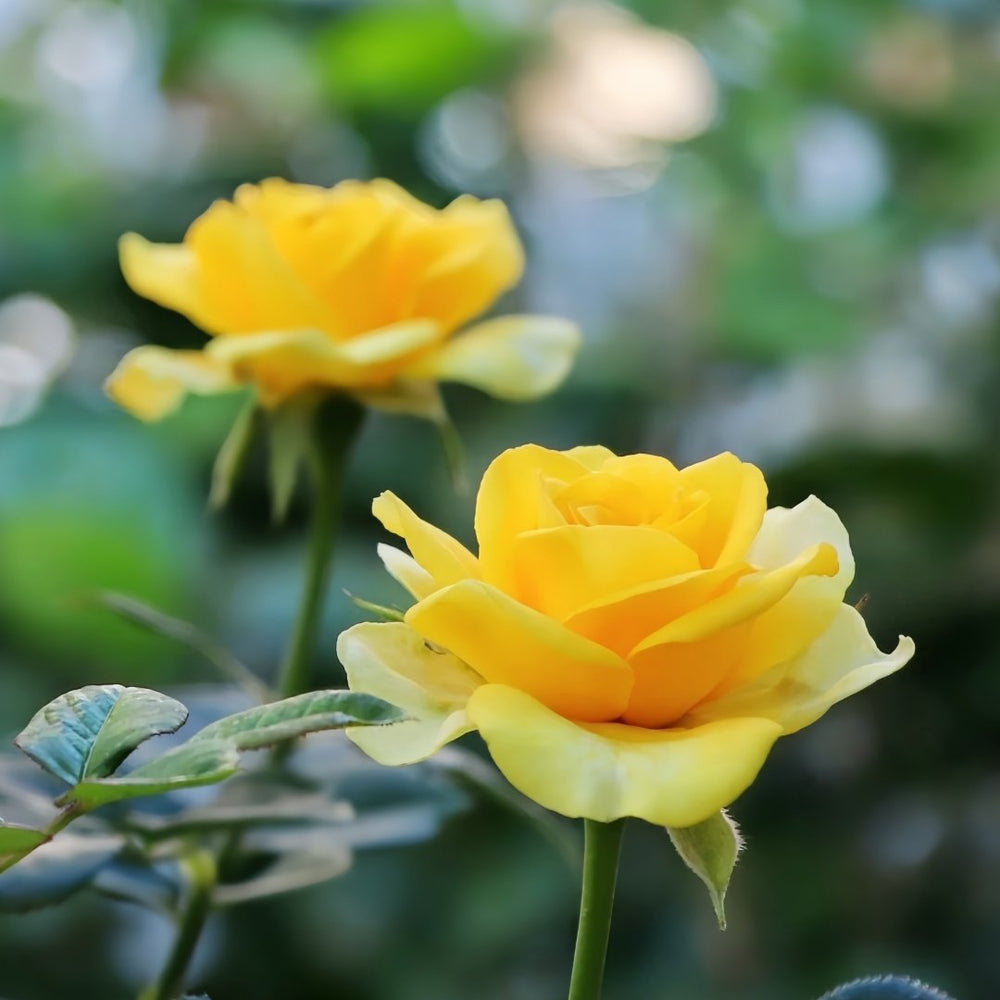 Sunny Beach Rose Plant｜阳光海滩 image 6