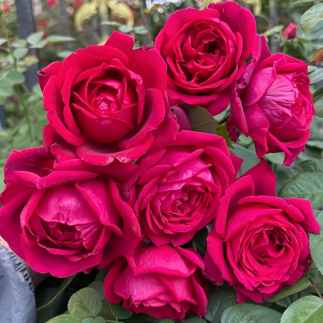 Papa Meilland Rose Plant｜玫昂爸爸 image 8