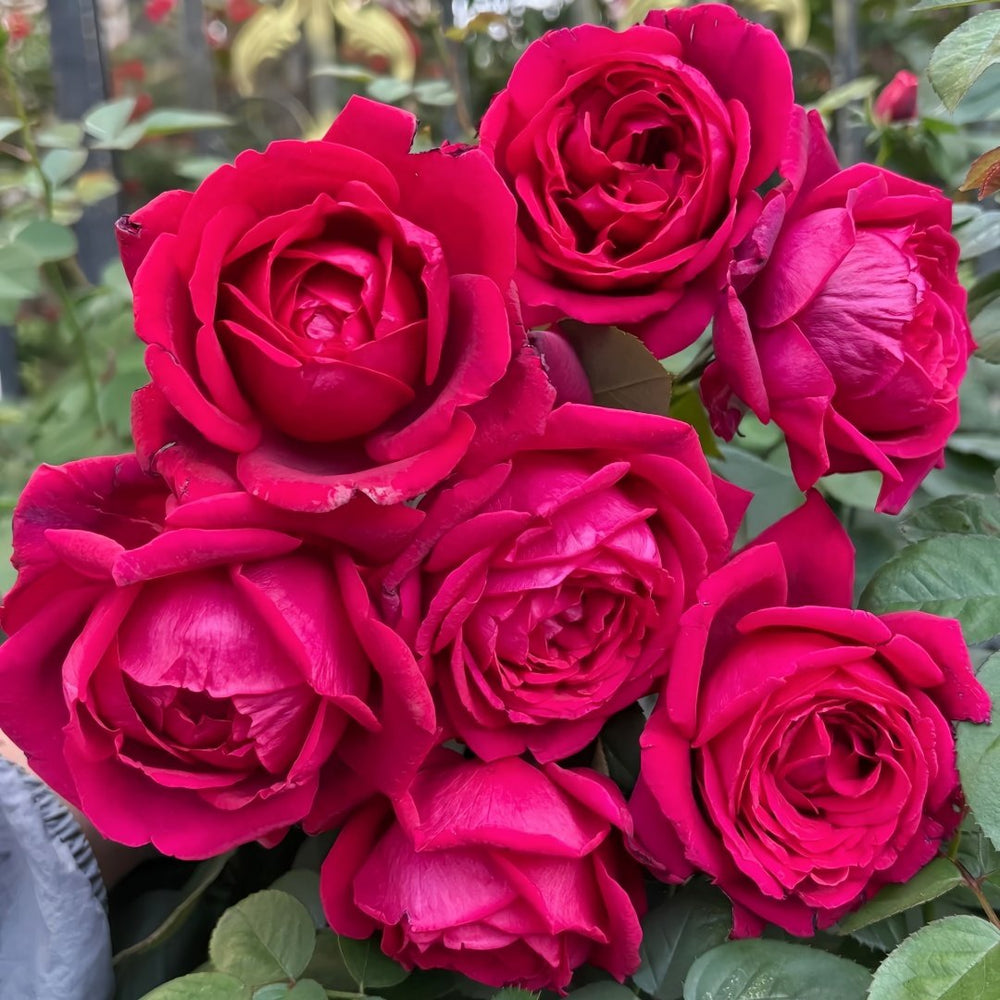 Papa Meilland Rose Plant｜玫昂爸爸 image 8