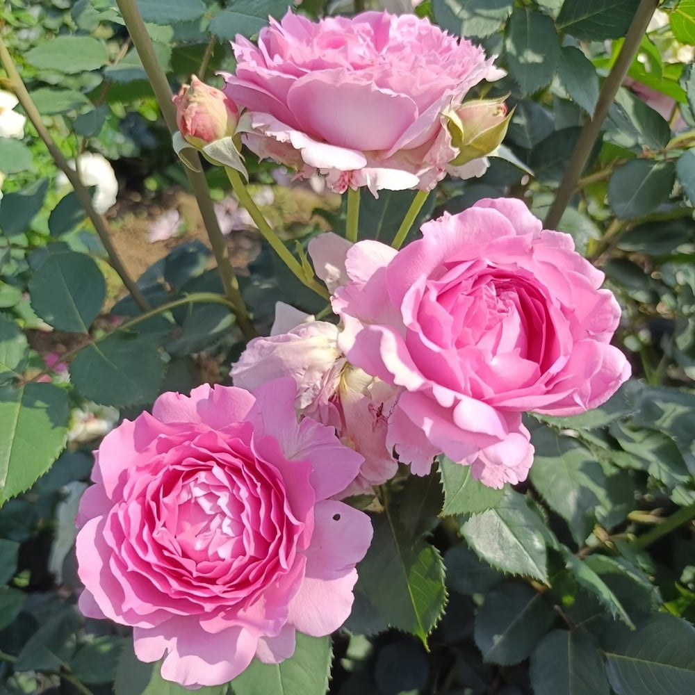 Ningzhi Rose Plant｜凝脂 image 4