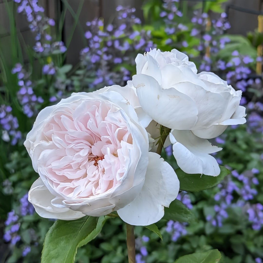 Princess Veil Rose Plant｜公主面纱 image 8