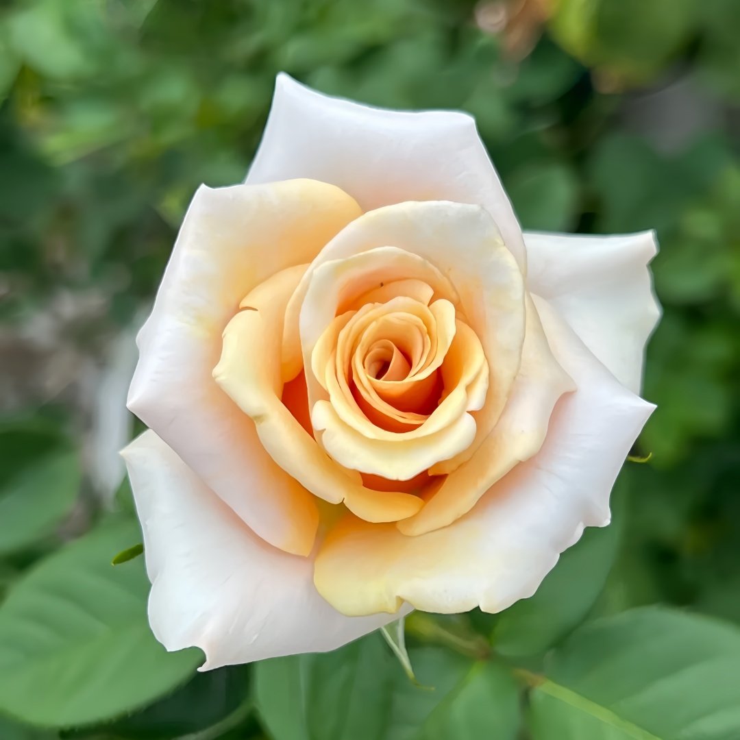 Mother of Pearl Rose Plant｜珍珠贝母 image 0
