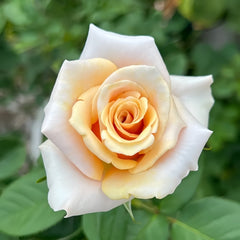 Mother of Pearl Rose Plant｜珍珠贝母 image 0