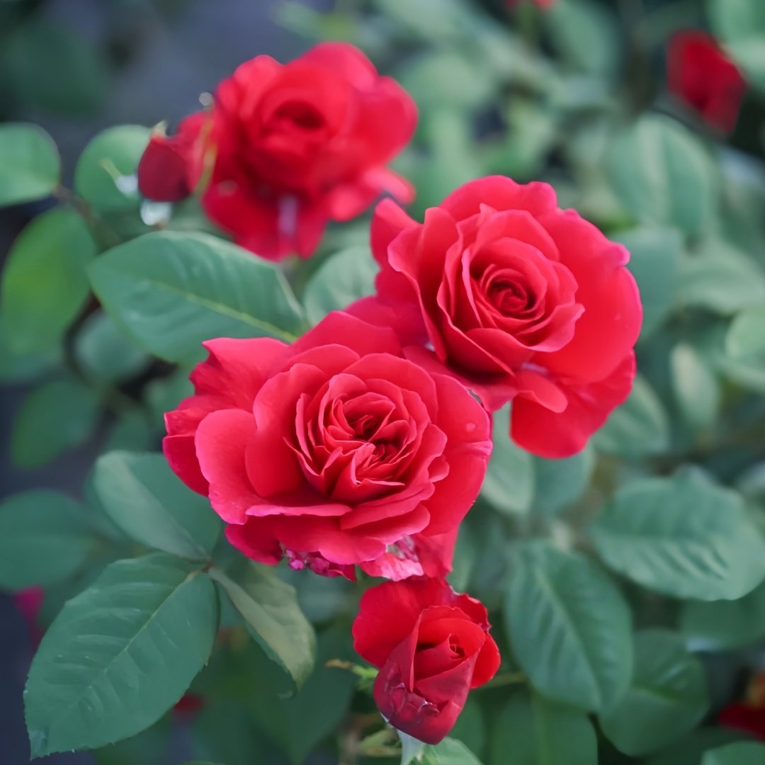 Femme fatale Rose Plant|蛇蝎美人 image 5