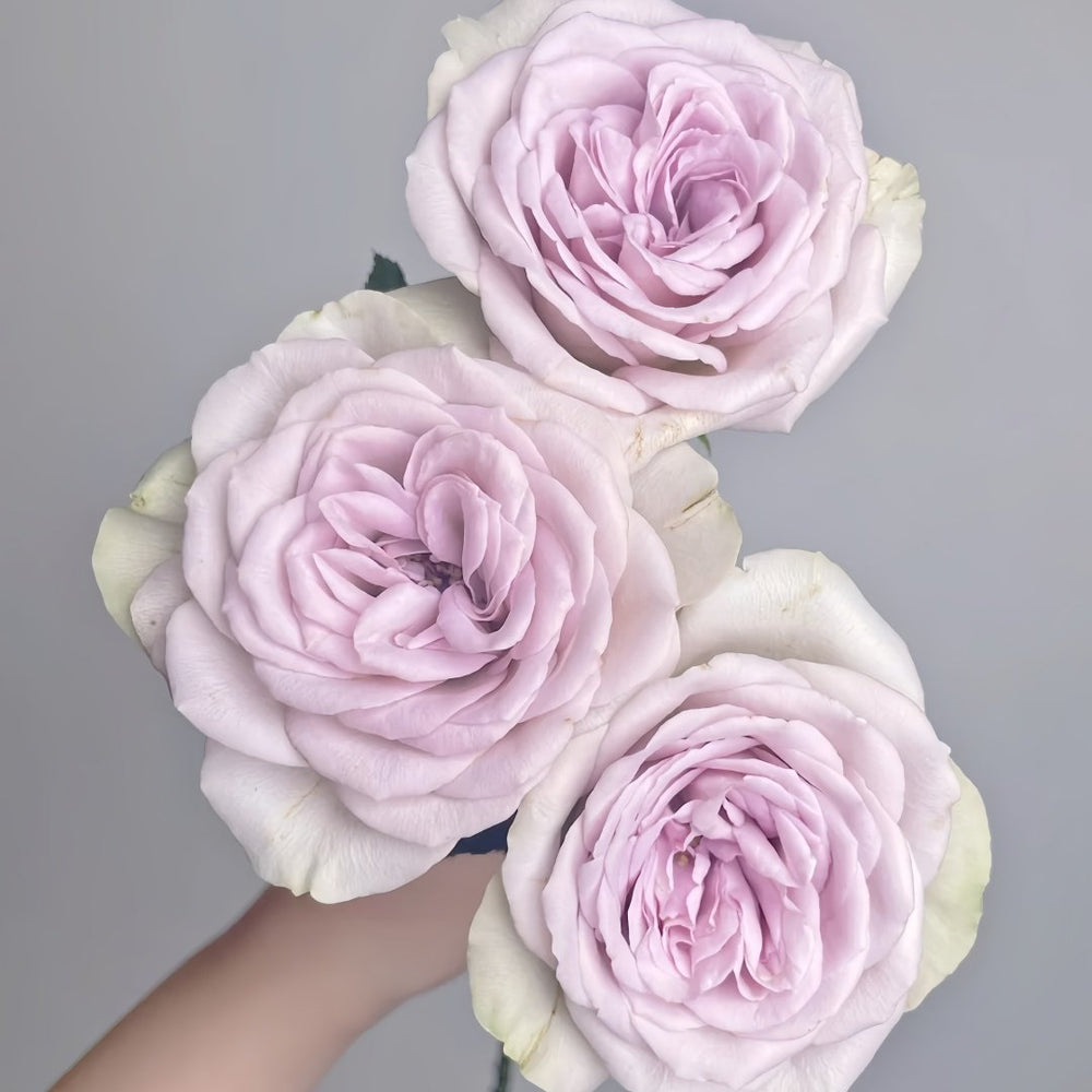 Notre Dame Rose Plant|巴黎圣母院 image 2