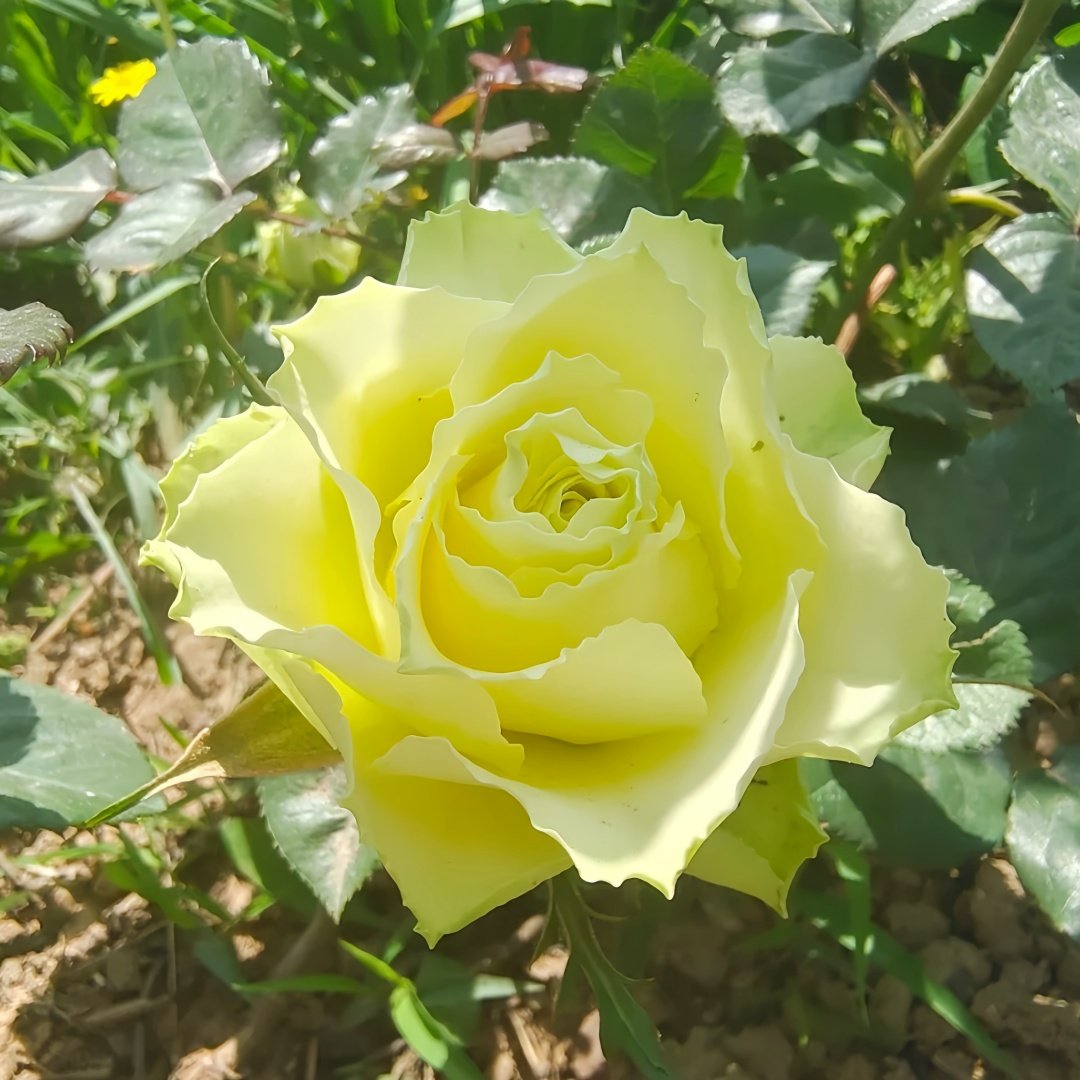 Green Planet Rose Plant|绿色行星 image 9
