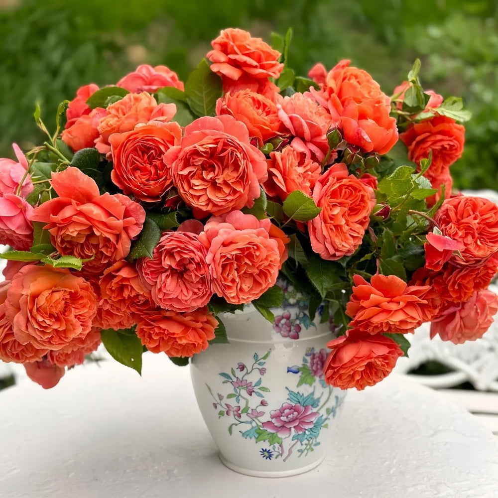 Summer Song Rose Plant｜颂夏 image 0
