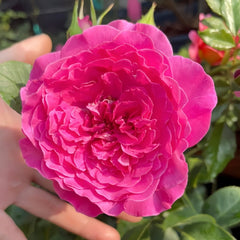 Sapphire Rose Plant|伊芙蓝宝石 image 1