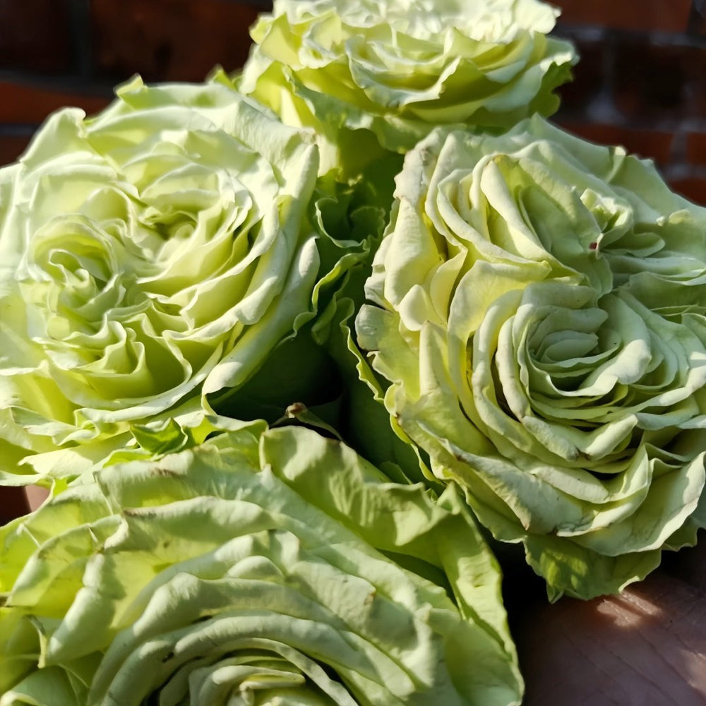 Matcha Rose Plant｜抹茶 image 8