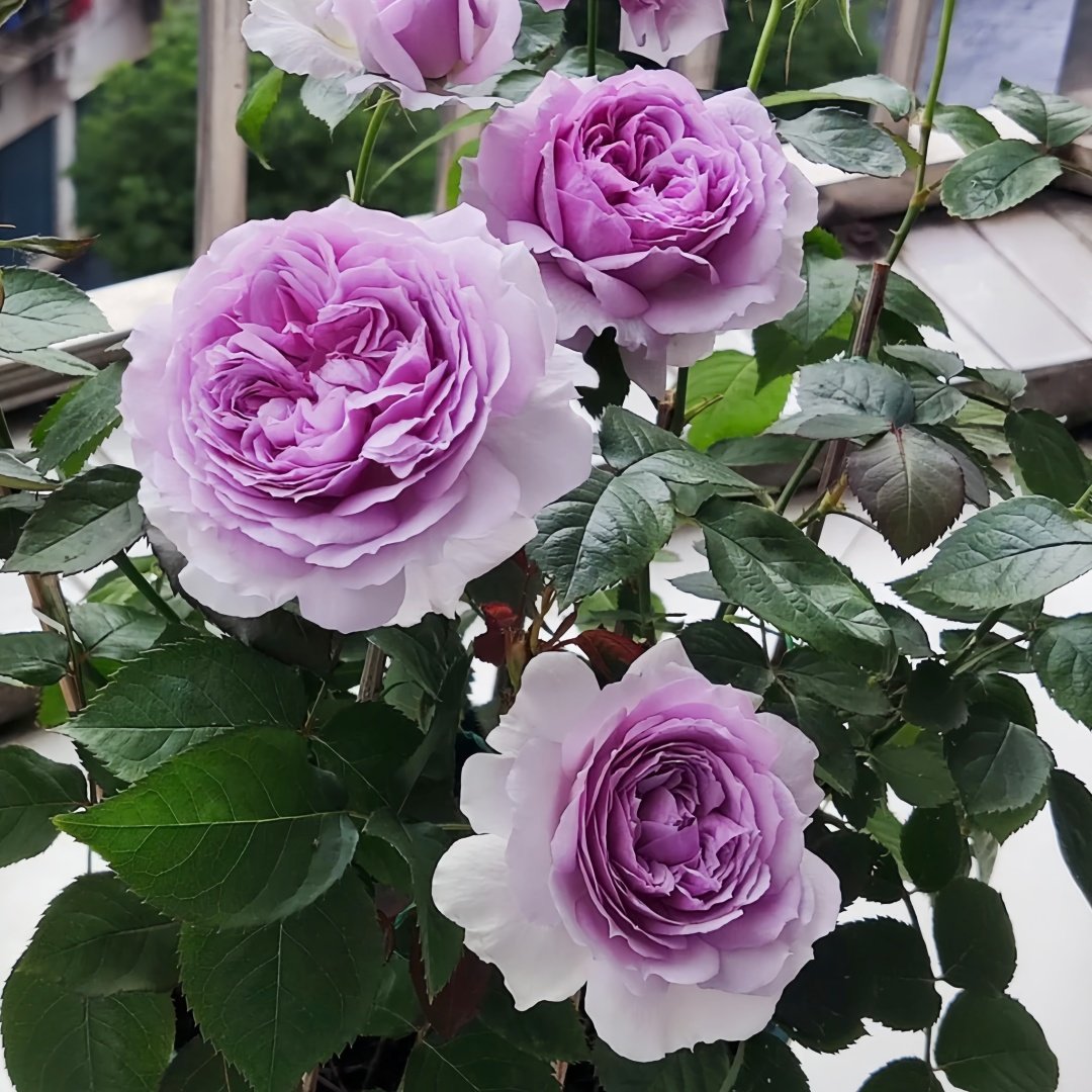 Lilas Rose Plant｜丽拉玫瑰 image 6
