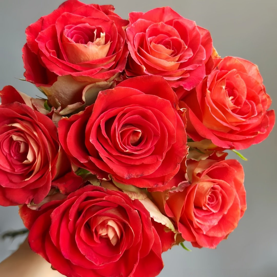 Kayn Rose Plant｜凯隐玫瑰 image 0