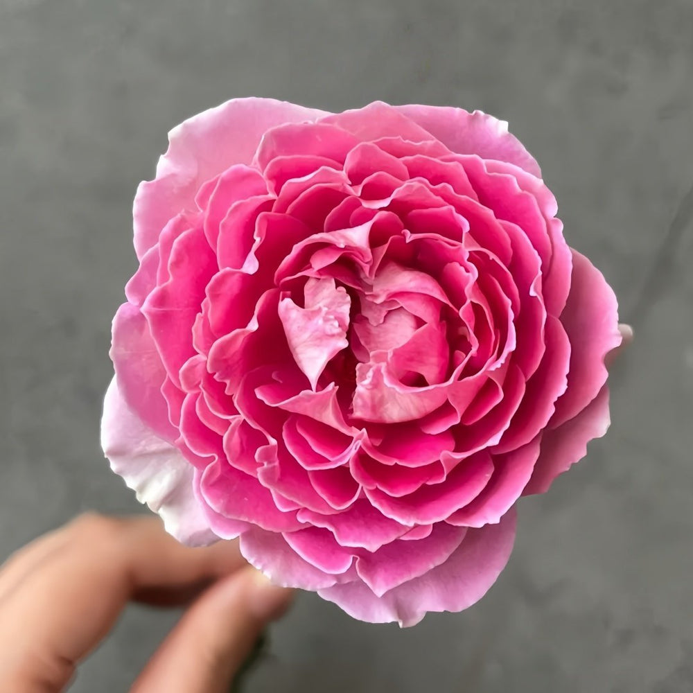 Fancy Rufle Rose Plant｜梦幻折边 image 0