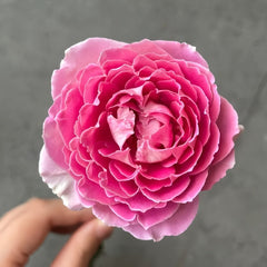 Fancy Rufle Rose Plant｜梦幻折边 image 0