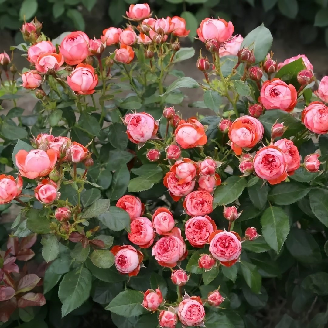 Pompeji Rose Plant | 庞贝/蓬培基 image 4