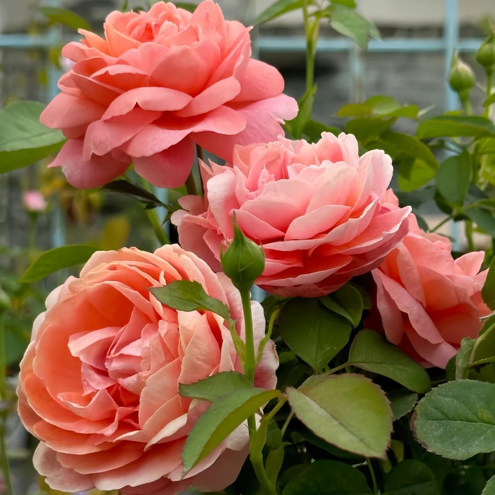 Yuge Rose Plant｜渔歌 image 7