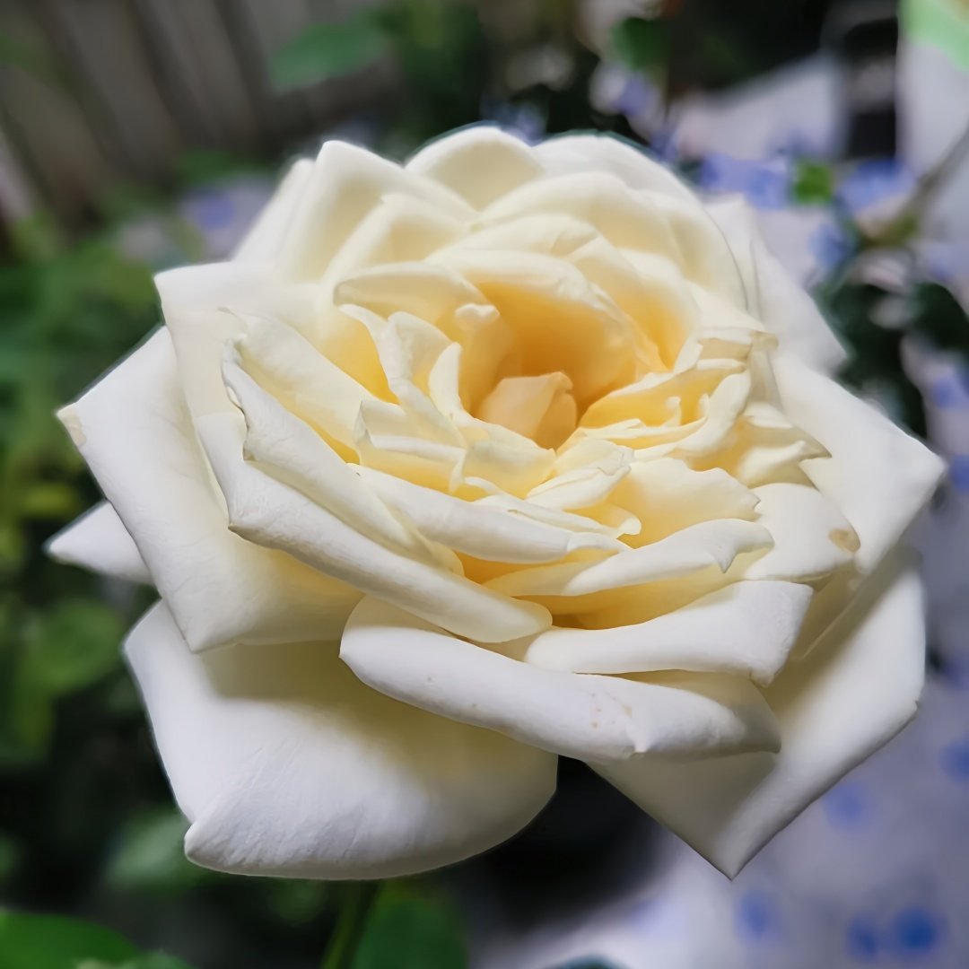 Pierre Arditi Rose Plant|伊芙·皮埃尔/冷香 image 4