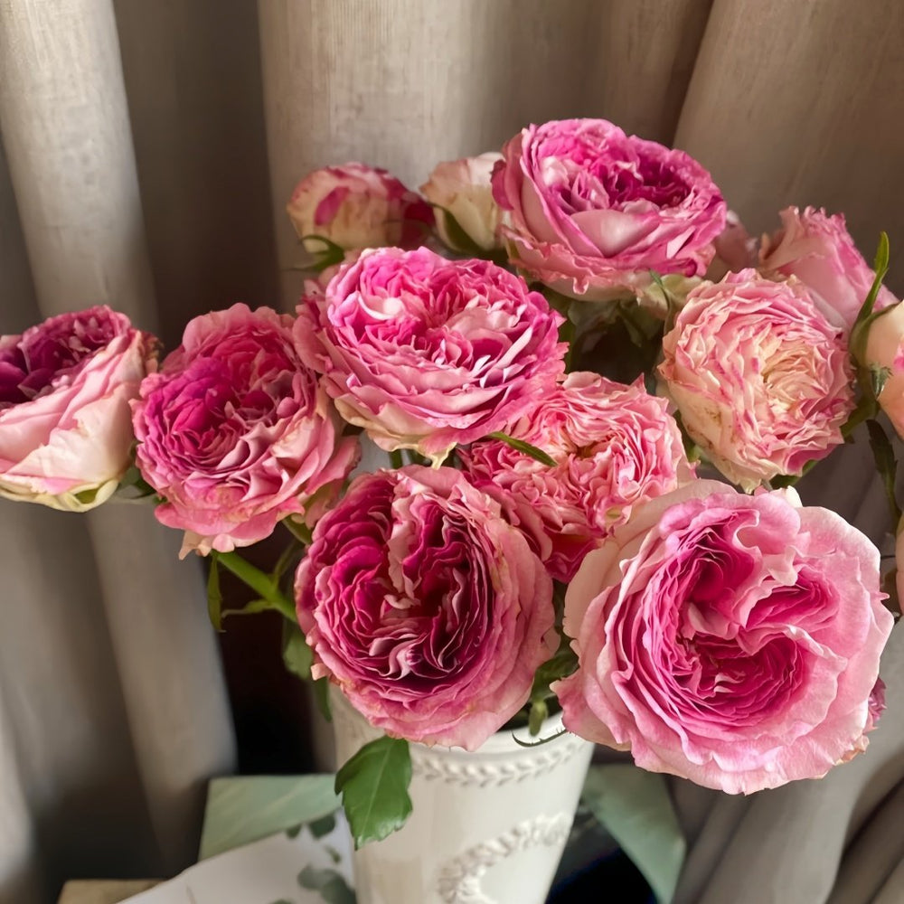 Dory Rose Plant|多莉 image 8