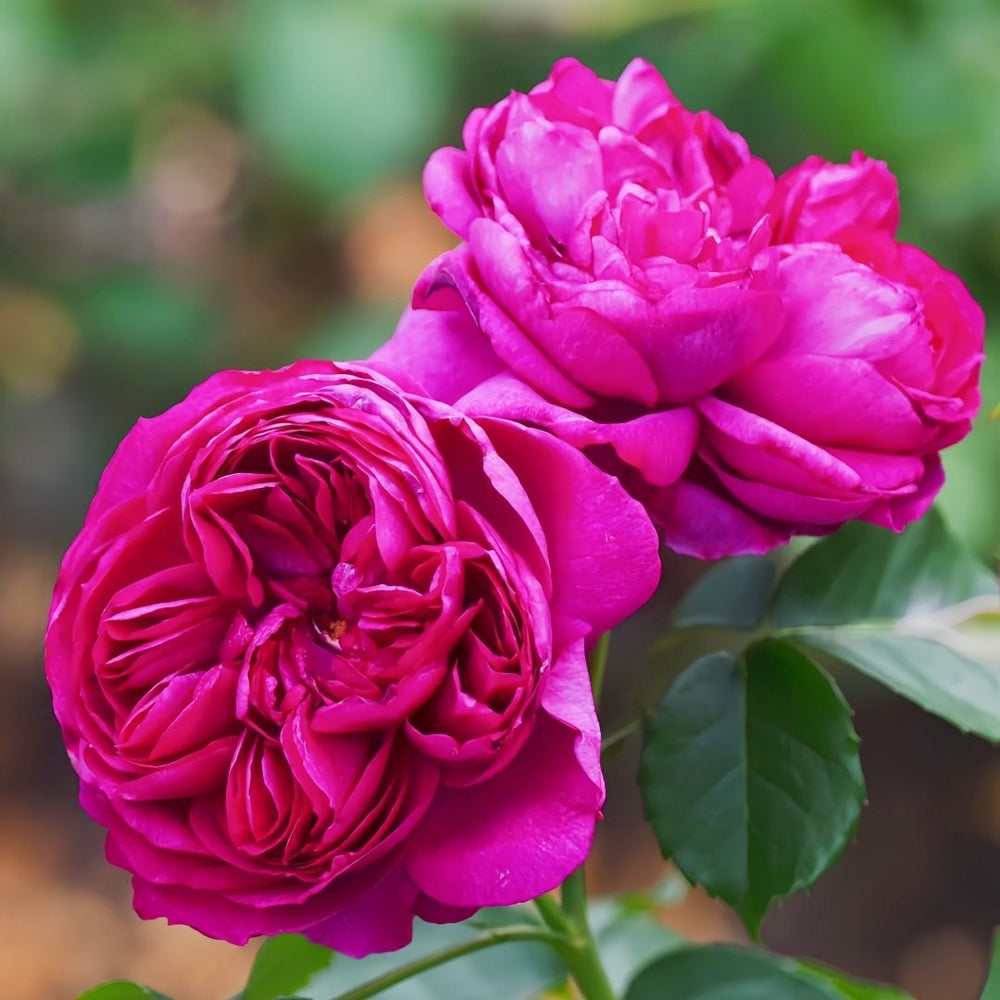 Cixuan Rose Plant|慈萱 image 5