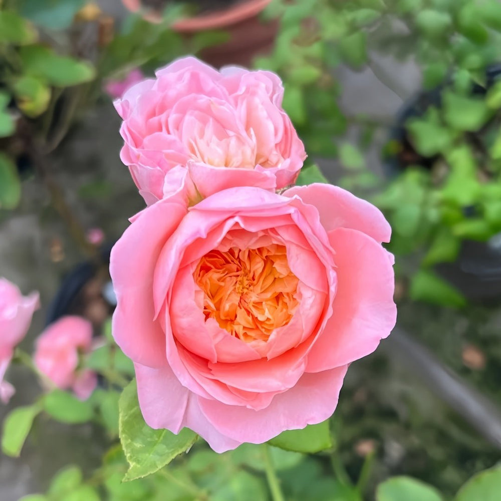 Wutongyue Rose Plant|梧桐月 image 8