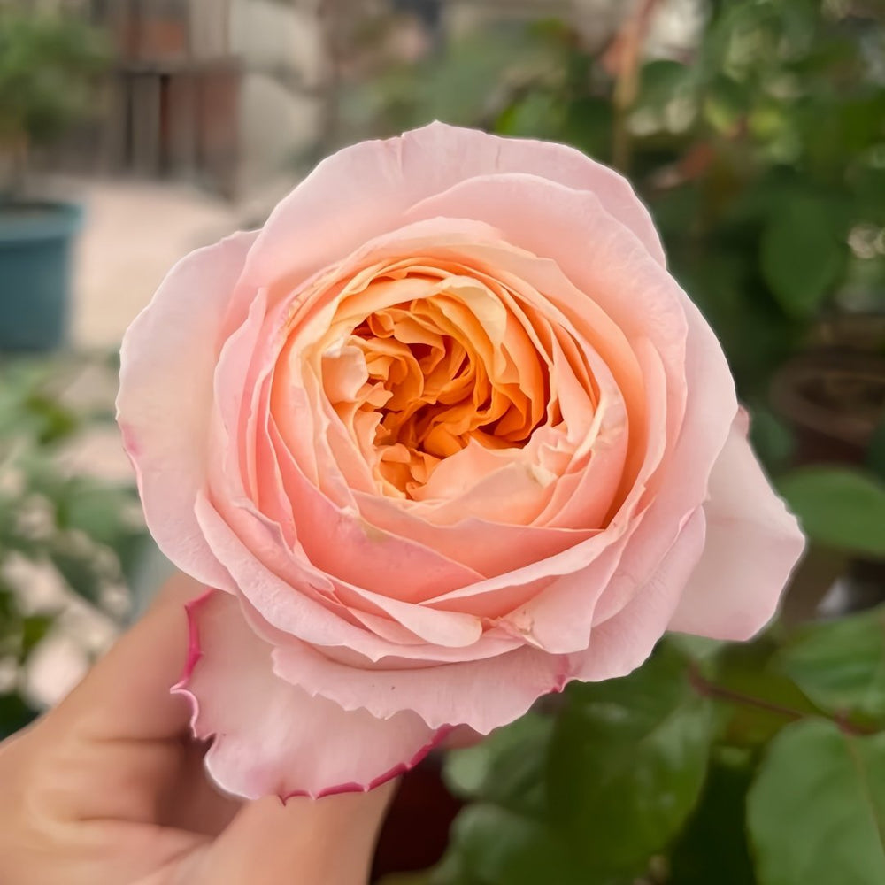 Victorian Peach Rose Plant|维多利亚蜜桃 image 4