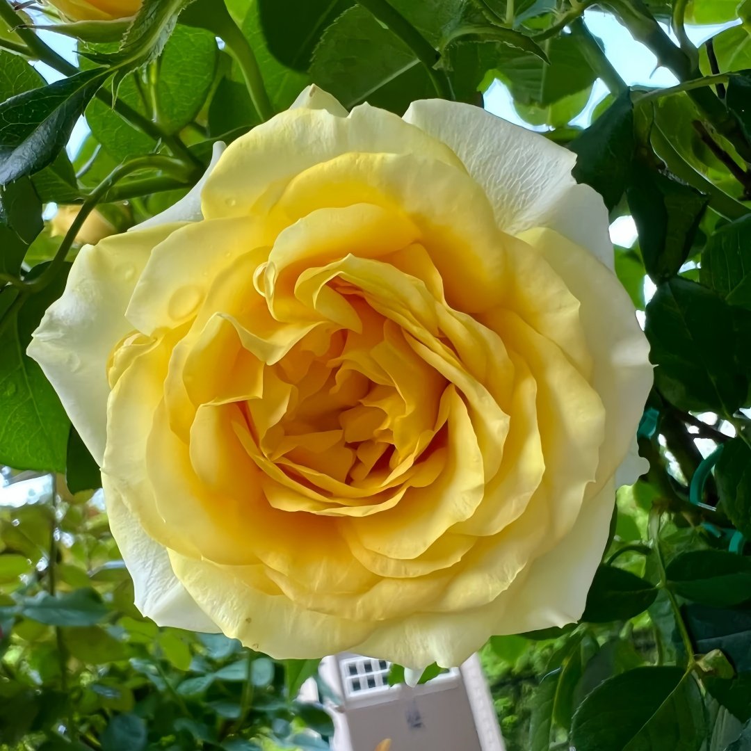 Sunny Beach Rose Plant｜阳光海滩 image 0
