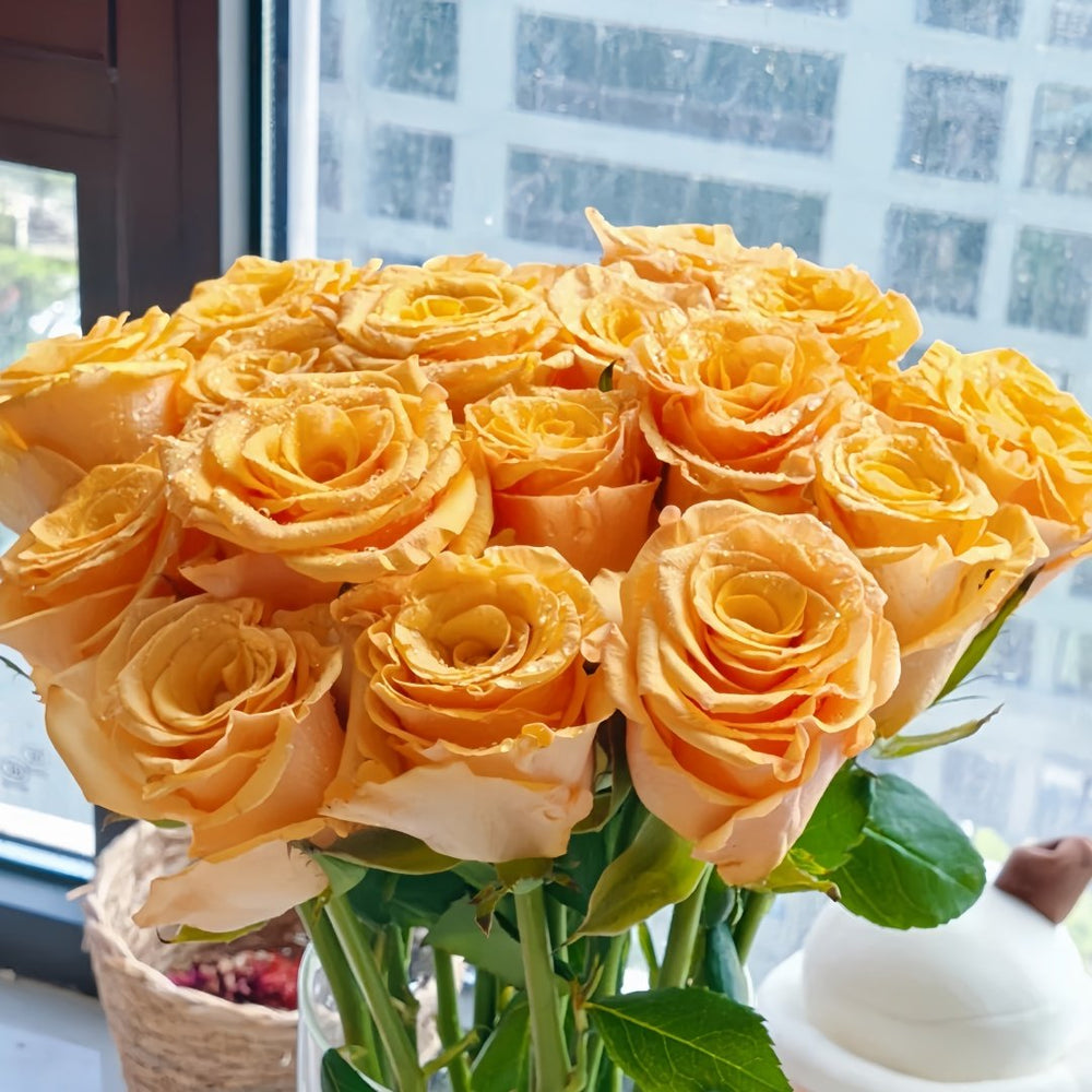 Dun Huang Rose Plant｜敦煌玫瑰 image 9