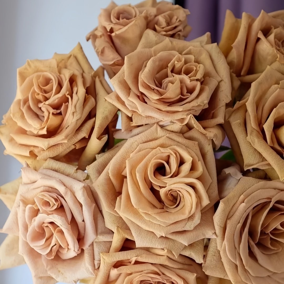 Toffee Rose Plant ｜太妃糖 image 6