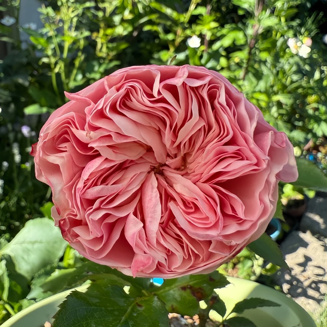 Victoria Classic Rose Plant｜维多利亚经典 image 9