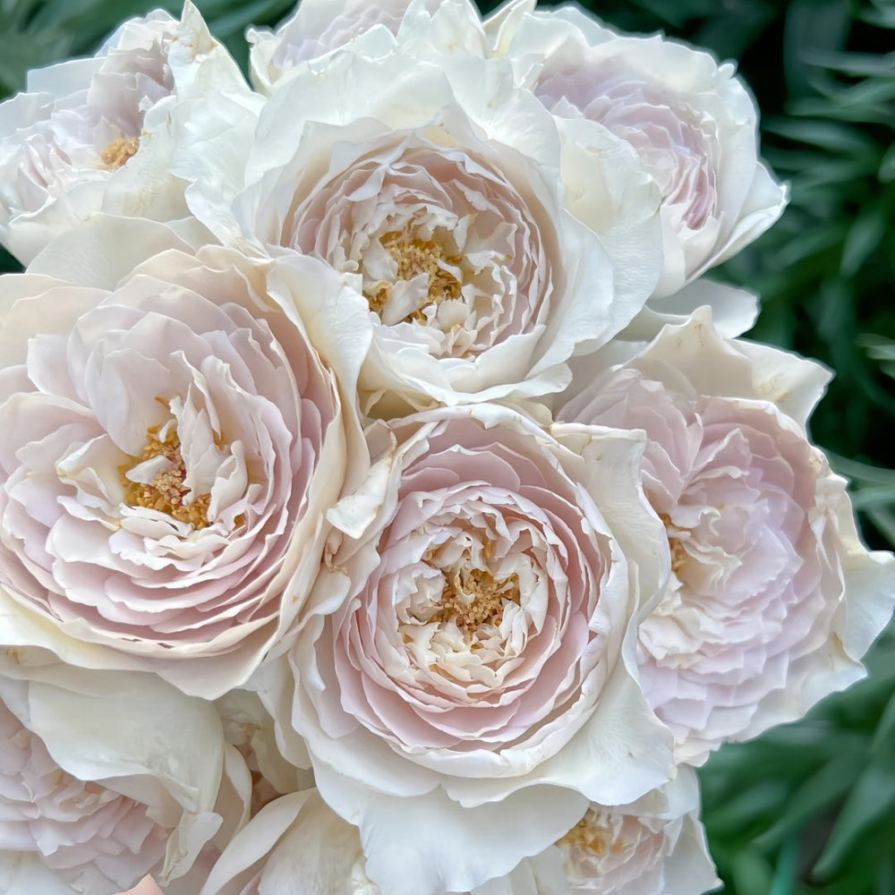 Milky Pearl Rose Plant｜珍珠牛乳 image 7