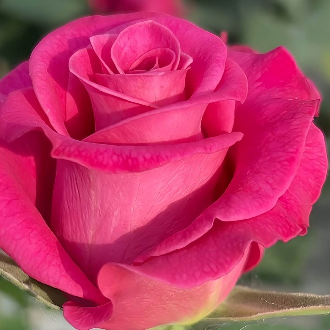 Hot Explorer Rose Plant|热情探险家 image 1