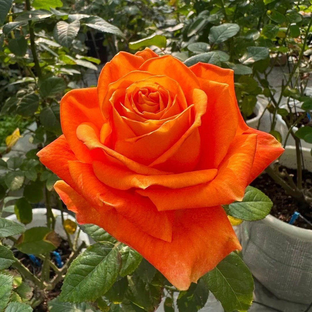 Kings Day Rose Plant｜国王日 image 7