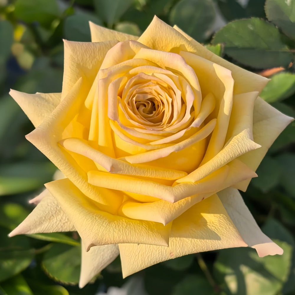 Spoiler Rose Plant｜捣蛋鬼 image 1