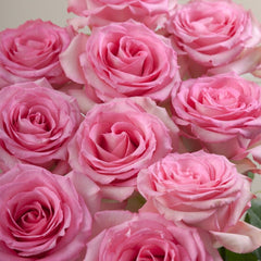 Sweet Unique Rose Plant｜红粉佳人 image 1