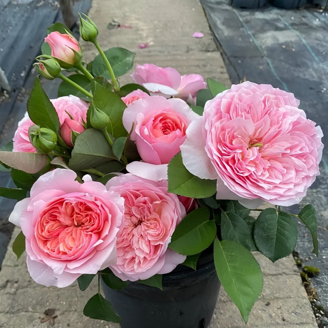 Romeo Rose Plant｜罗密欧 image 8