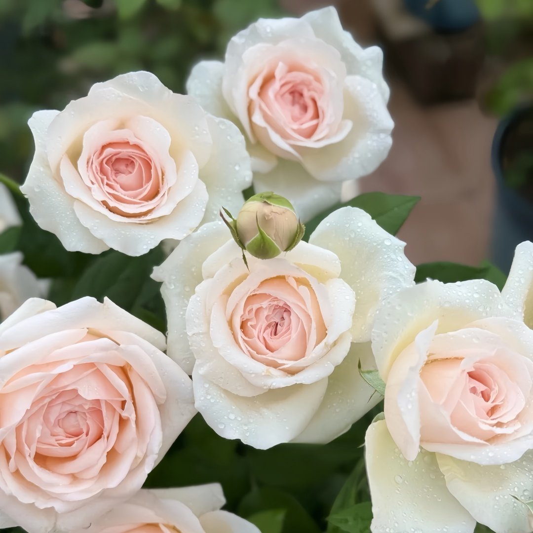 Mona Lisa Rose Plant | 蒙娜丽莎 image 8