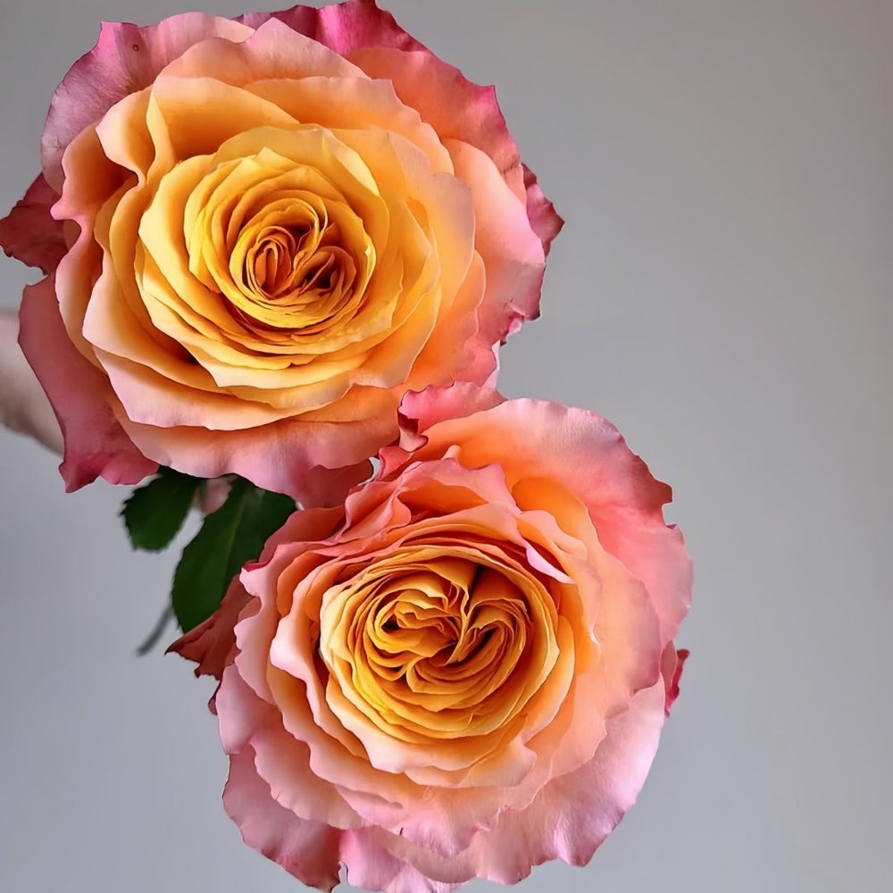 Free Spirit Rose Plant | 火灵鸟 image 4