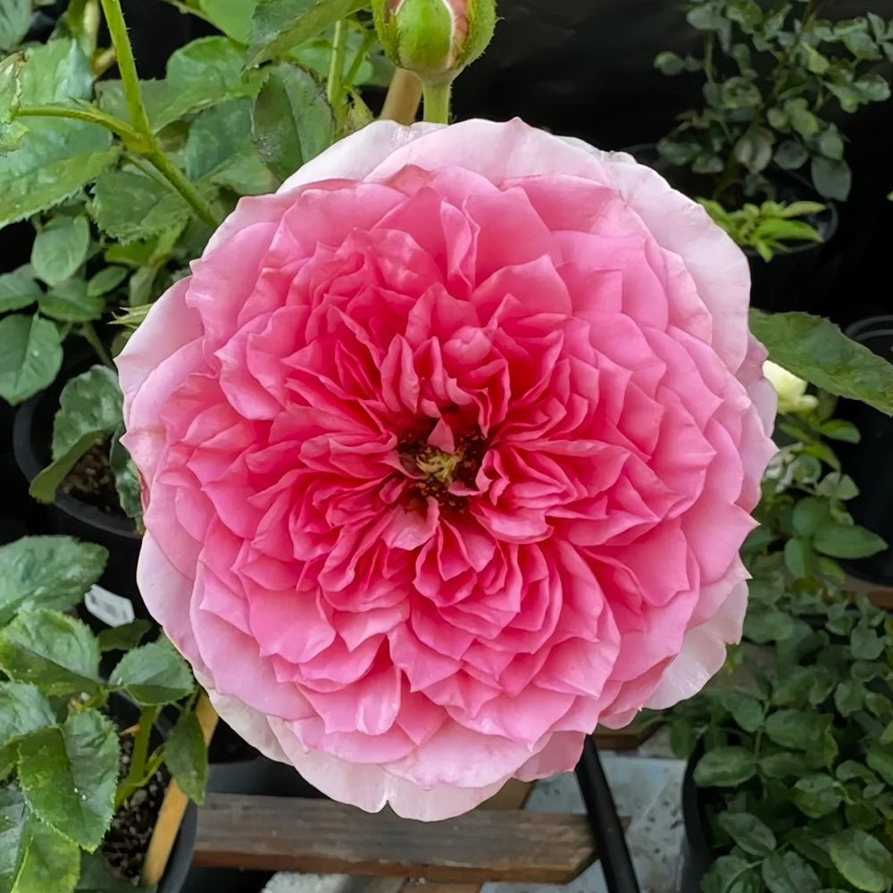 Millicent Rose Plant|米利森特 image 0