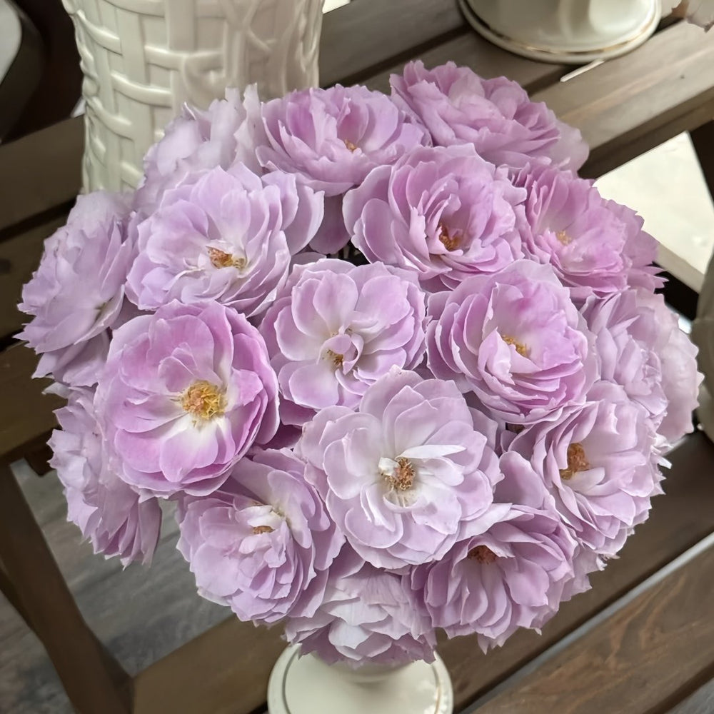 Lapis Lazuli Rose Plant｜青金石 image 0