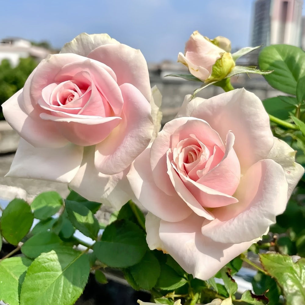 Pink Avalanche Rose Plant|粉红雪山 image 5