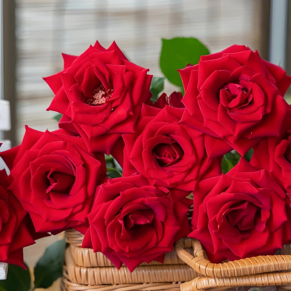 Bloody Rose Plant|布拉迪 image 5