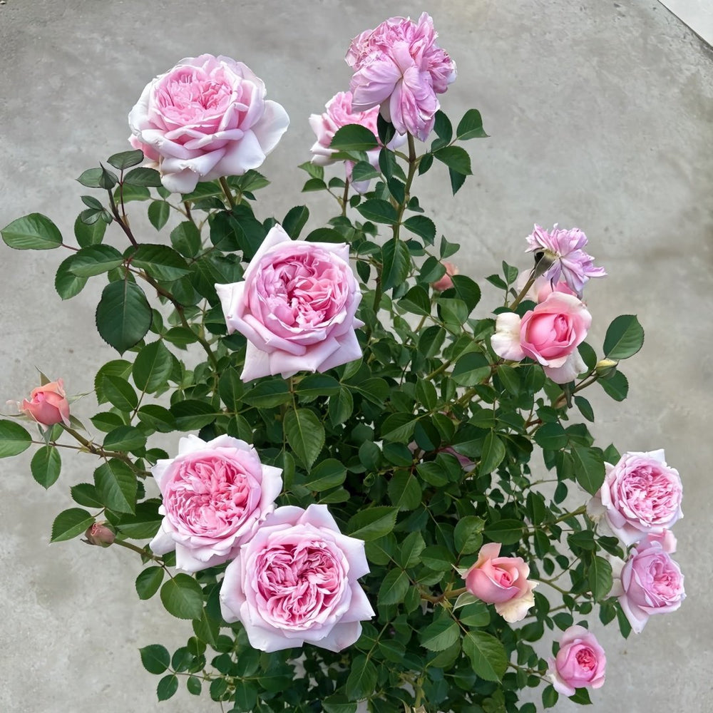 Mauritia Rose Plant｜远古大陆 image 9
