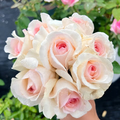 Fragrant Snow Rose Plant|香腮雪 image 2