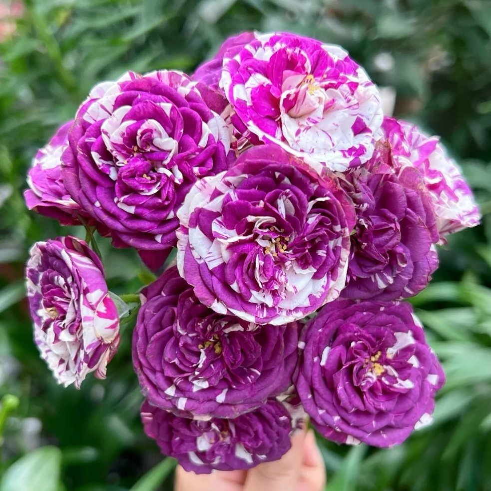 Scented Jewel Rose Plant|芬芳宝石 image 0